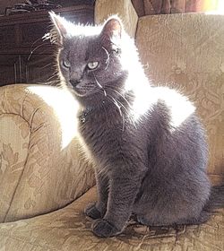 Portrait of cat sitting at home