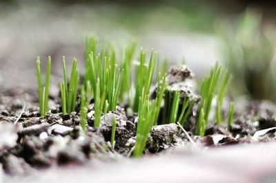 Close-up of plants growing on field