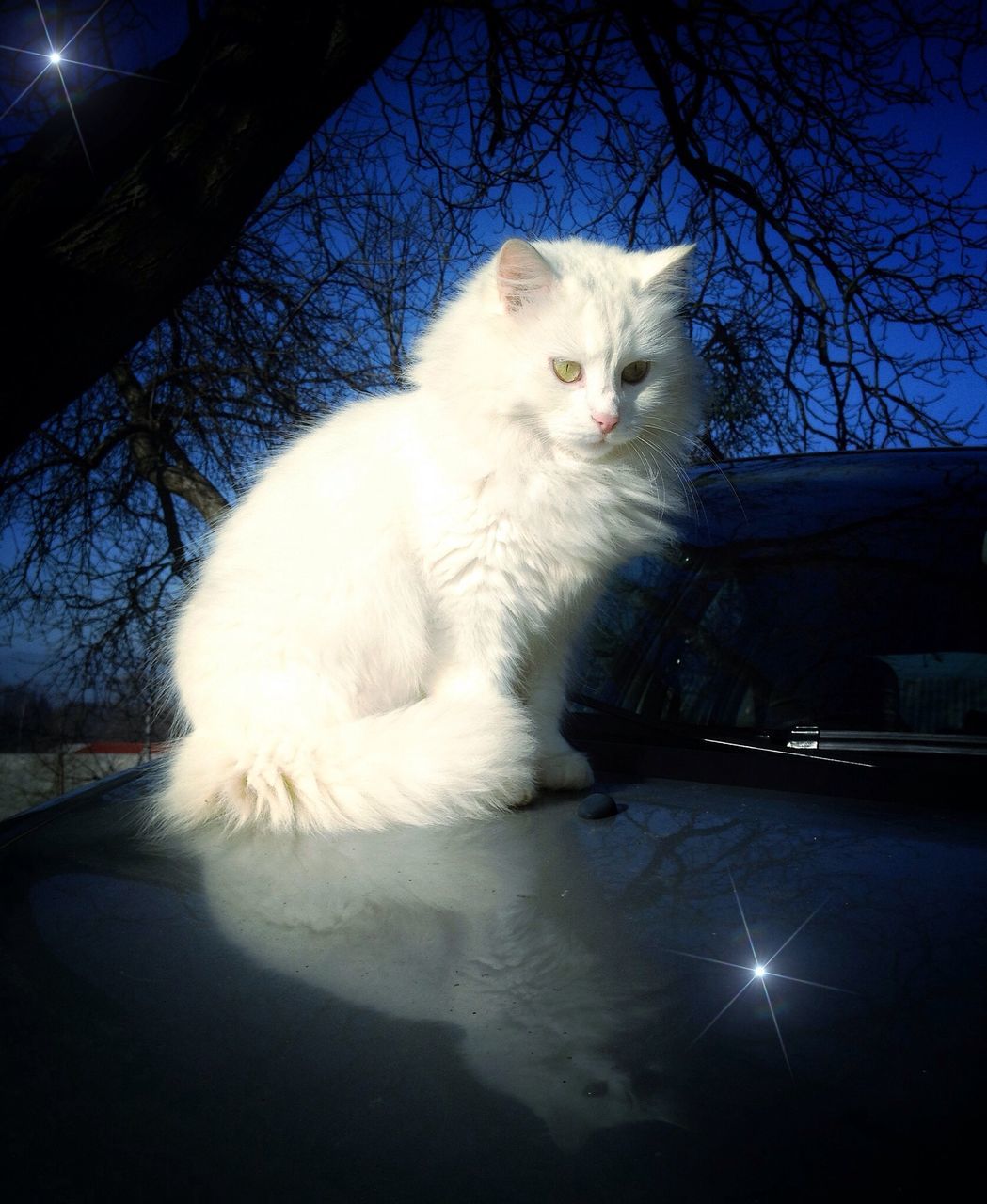 one animal, animal themes, pets, domestic cat, domestic animals, mammal, cat, tree, feline, whisker, indoors, sunlight, night, close-up, no people, car, sitting, bare tree, white color