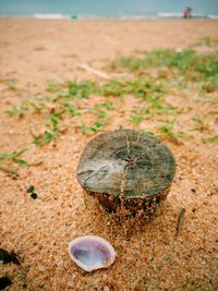 Close-up of crab on sand at beach