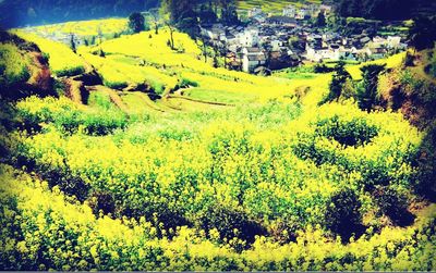 Aerial view of a field