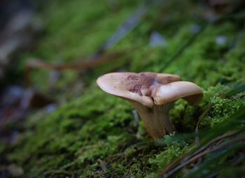 Close-up of mushroom growing in forest