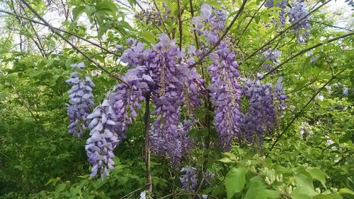 Purple flowers in park