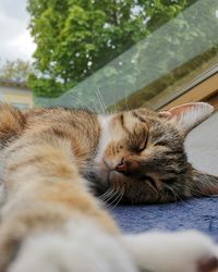 Close-up of cat sleeping