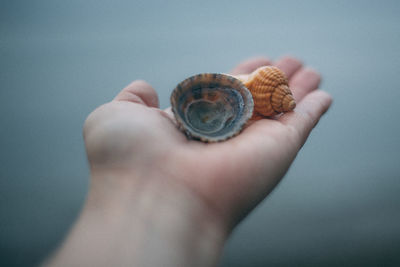 Close-up of human hand holding seashell