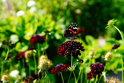 Close-up of butterfly pollinating on flower