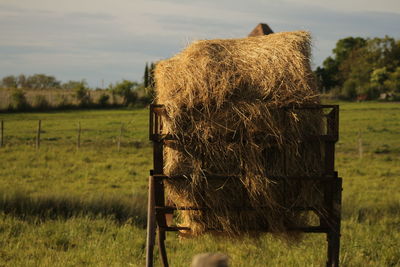 Close-up of horse grazing on field against sky