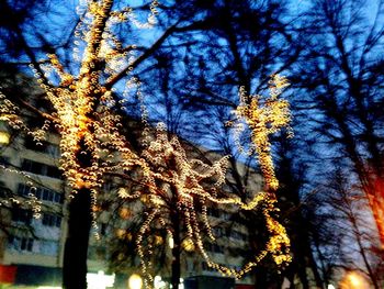 Low angle view of trees against sky at night