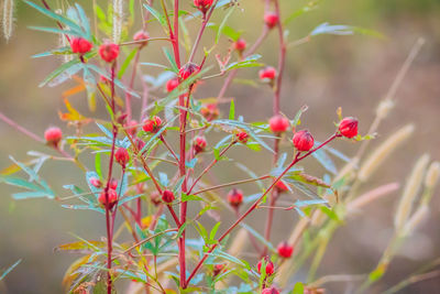 Close-up of red berries growing on plant