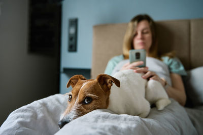 Portrait of dog on bed at home