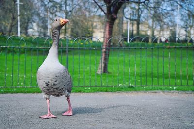 View of peacock in park