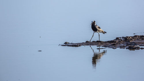 Bird perching on a lake