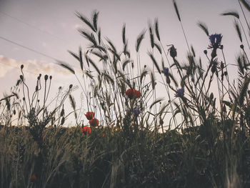 Plants growing on field against sky