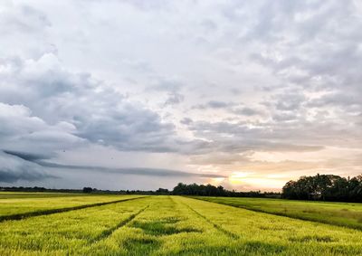 Scenic view of field against sky