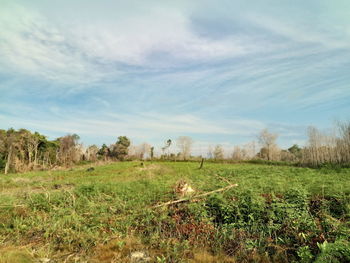 Scenic view of field against sky