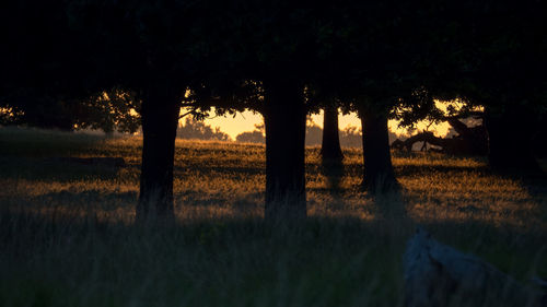 Silhouette trees on field against sky at sunset