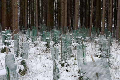 Panoramic shot of trees in forest during winter