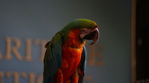 Close-up of rainbow macaw