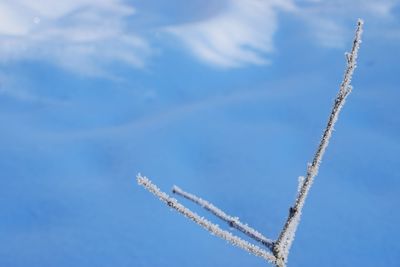 Close up of frozen branch snow