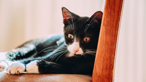 Close-up of a cat looking away