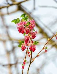 Close-up of pink flowers on branch