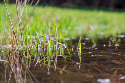 Fresh new blades of grass grow out of a puddle on the left