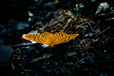 Butterfly on flower