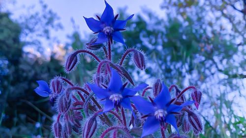 Close-up of purple flowering plant