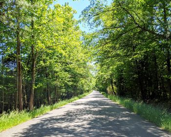 Empty road amidst trees in forest