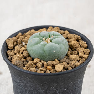 Close-up of potted plant