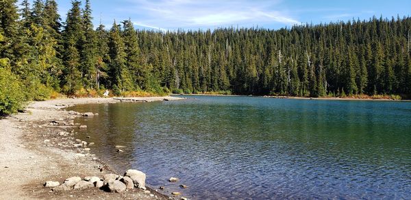 Scenic view of lake in forest