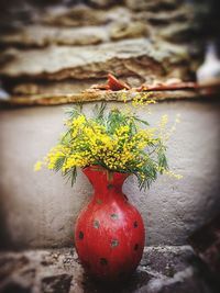 Close-up of red berries on plant against wall