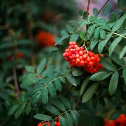 Close-up of berries growing on plant