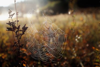 Close-up of spider web on plant