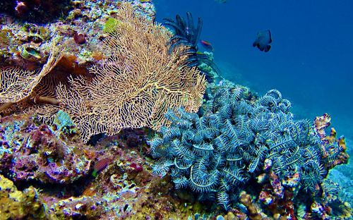 View of fish in sea