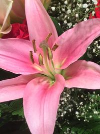 Close-up of pink lily