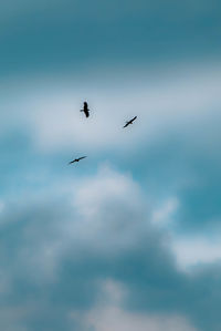 Low angle view of birds flying in sky