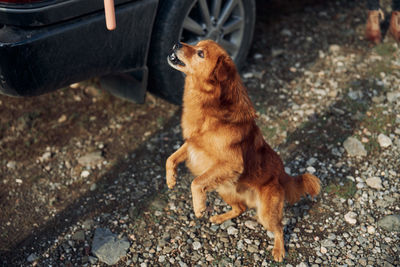 High angle view of dog