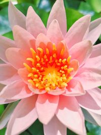 Close-up of pink flower