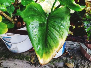 High angle view of potted plant on field