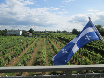 Scenic view of field against blue sky