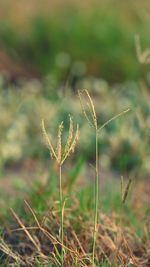 Close-up of grass on field