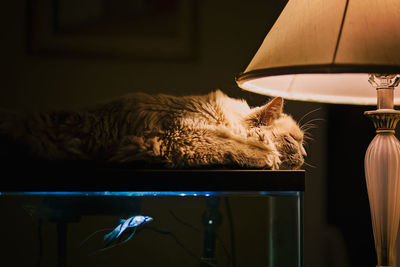 Close-up of cat sleeping by illuminated electric lamp on fish tank at home
