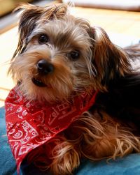 Close-up portrait of dog