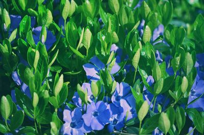Close-up of purple flowering plants on field