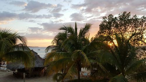 Palm trees by sea against cloudy sky