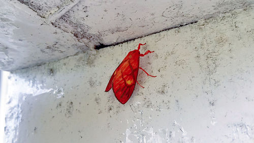 Close-up of red leaf on water