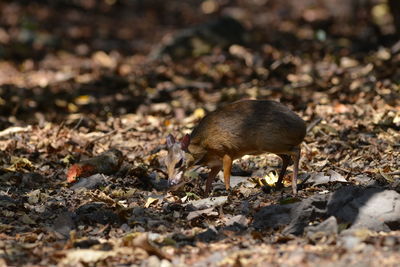 Side view of crab on land