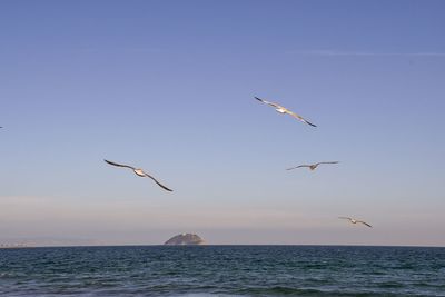 Seagulls flying over the island of gallinara, a small island off the coast of savona, liguria


