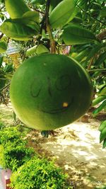 Close-up of fruit on tree